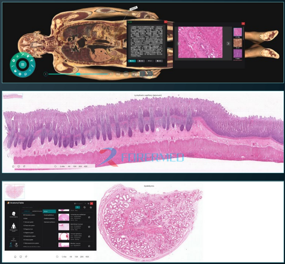 Real Anatomy At Your Fingertips Digital Human Anatomy System Anatomage 3D body Virtual Autopsy Table for University