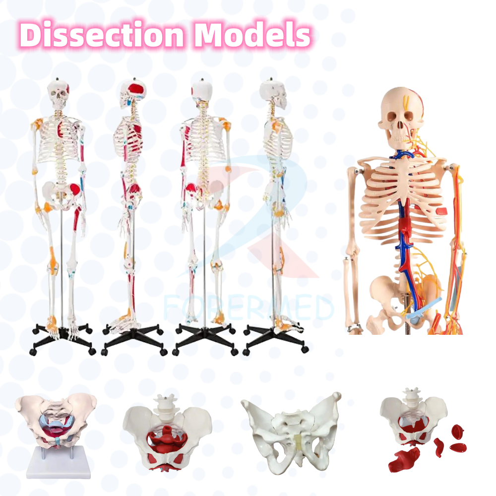 Advanced Male Catheterization model Urinary System Nursing Training Manikin Male Urethral Catheterization Simulator