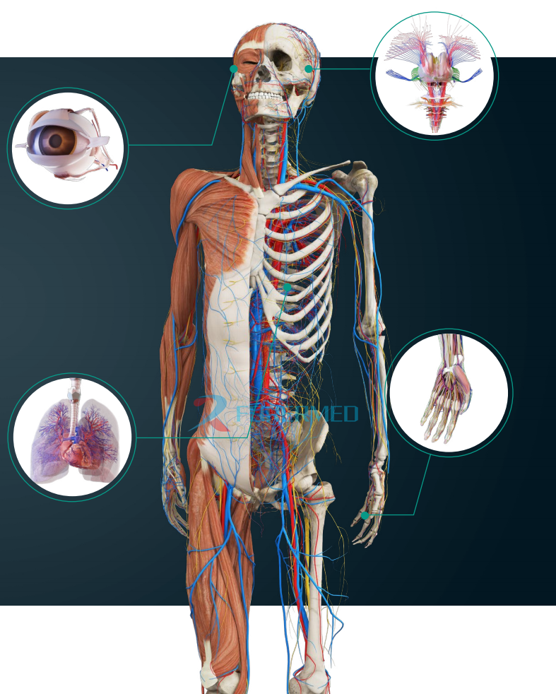 High Performance 3D Human Anatomy System Digital Human Virtual Anatomage Table For University School Teaching