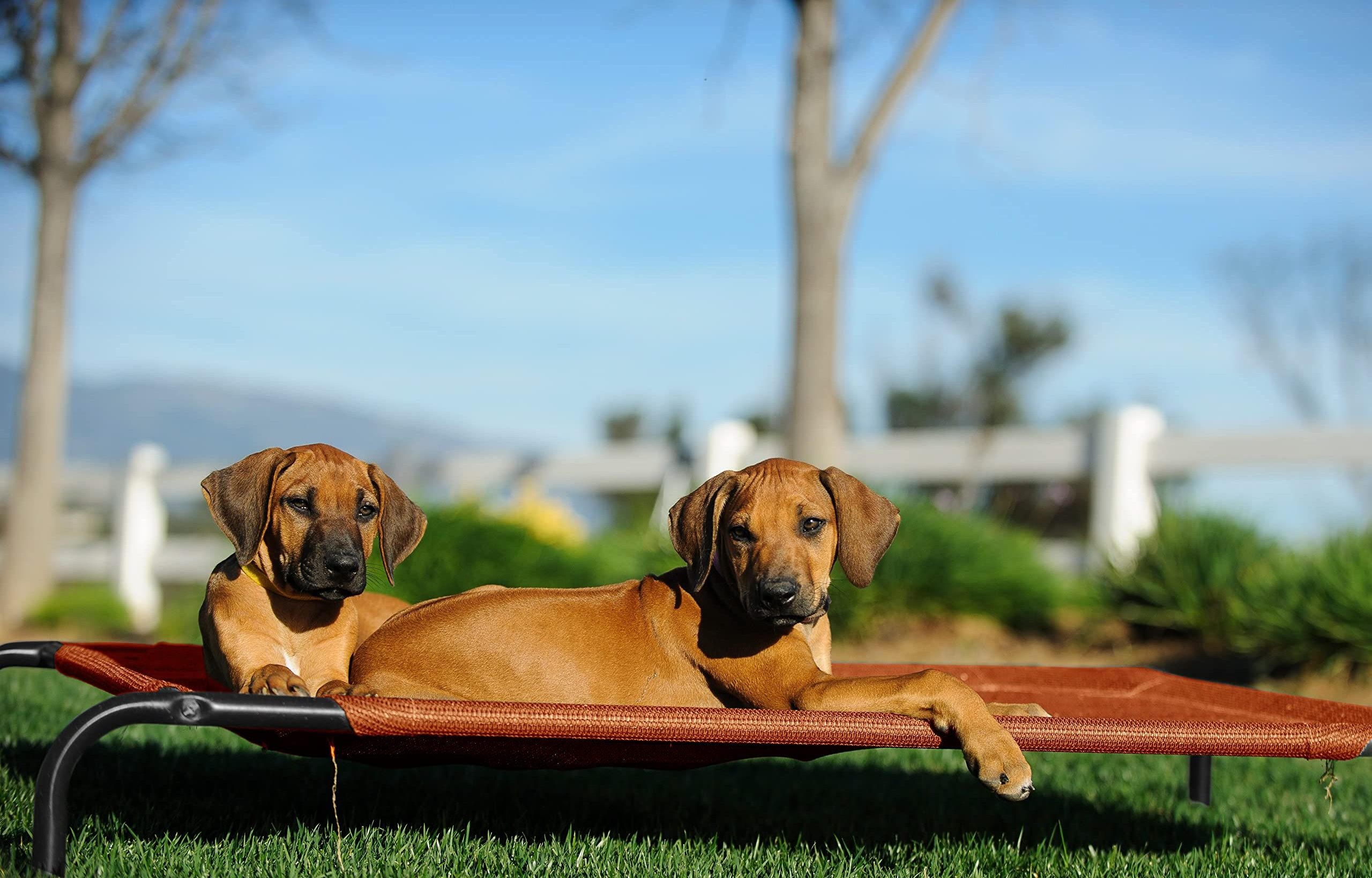 Elevated Dog Cat Bed Pet Hammock Detachable Portable Camping Beach Free Standing Cat Sleeping Dog Bed Indoor Outdoor Pet Bed