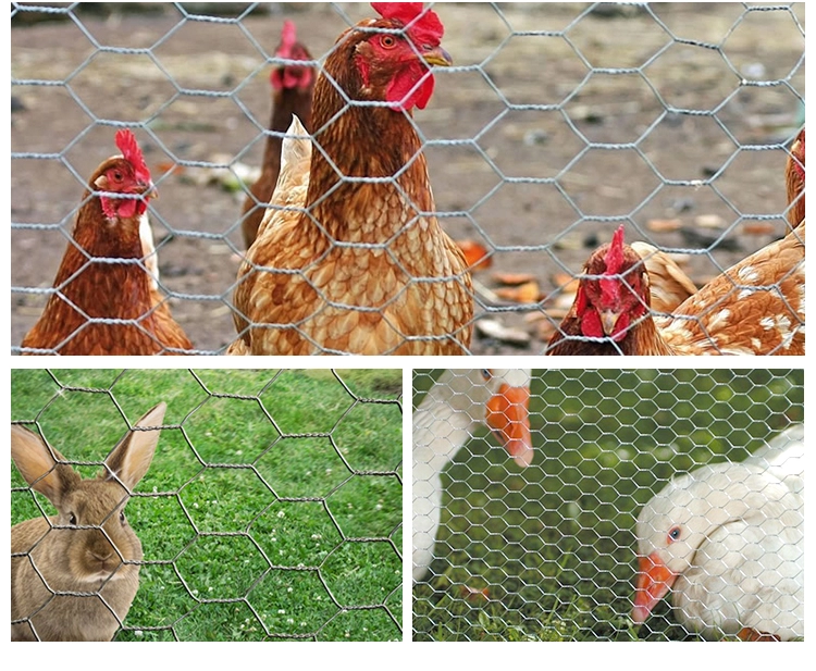 Best selling galvanized hexagonal chicken wire mesh for pets keeping 1 mm