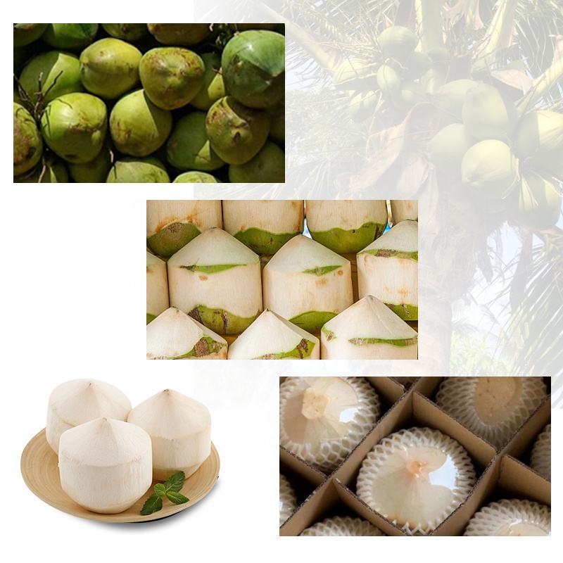 Fresh Coconut Peeling Shaping Machine to Get Trimmed Young Coconut  View More