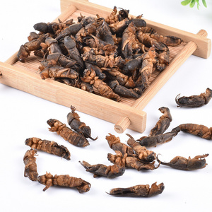 high quality  dried wild Gryllolaptaptidae chinese mole cricket insects for pet food