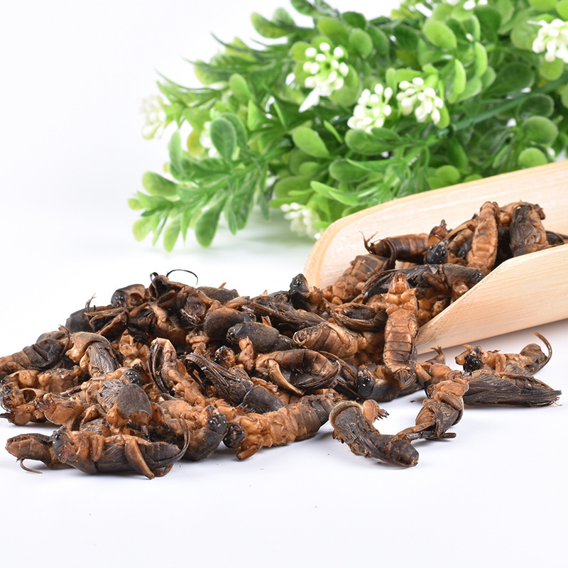 high quality  dried wild Gryllolaptaptidae chinese mole cricket insects for pet food