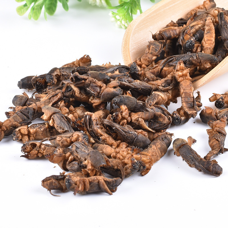 high quality  dried wild Gryllolaptaptidae chinese mole cricket insects for pet food