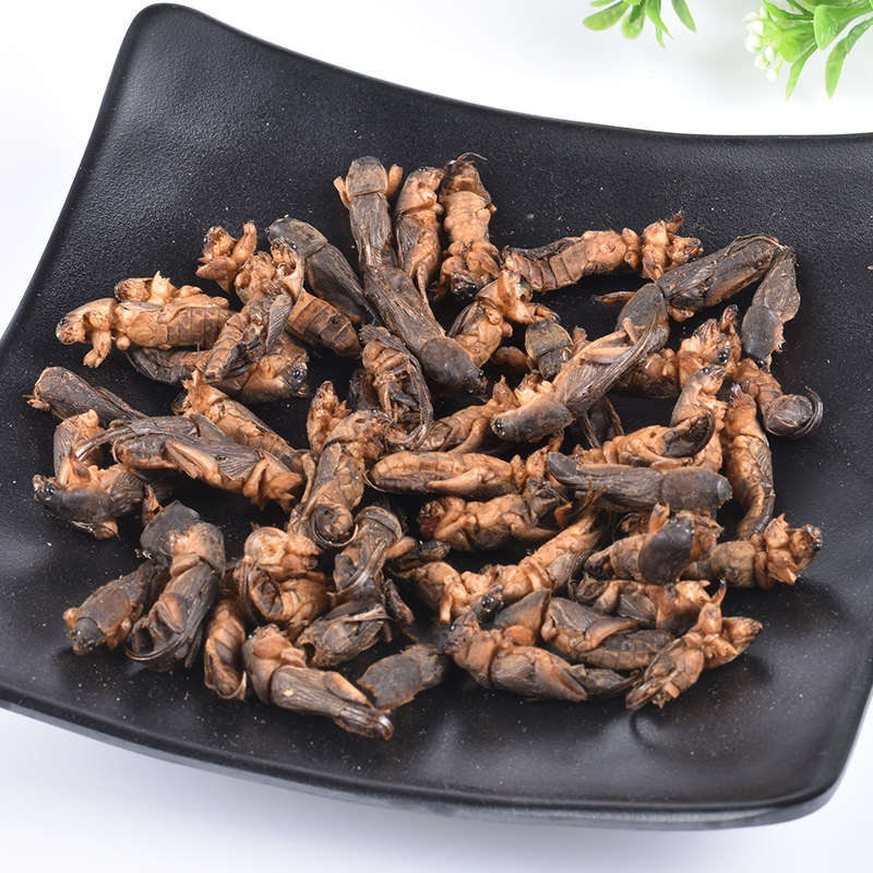 high quality  dried wild Gryllolaptaptidae chinese mole cricket insects for pet food