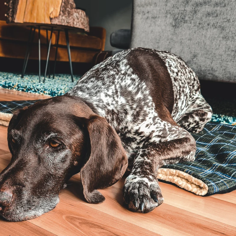 Snuggle Sack Dog Bed Tweed Dog Cuddle Sack Pet Mat Pad Small Dog Snuggle Sack for Doggie Cat