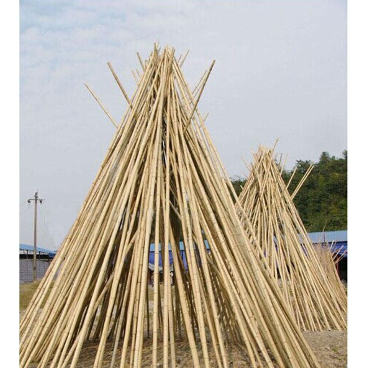 raw bamboo poles