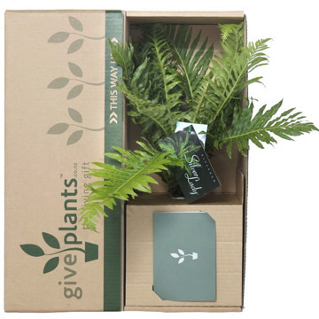 Live Plants Shipping Box Plant Shipping Box Custom Succulent Plant Packaging Moving Corrugated Carton Box