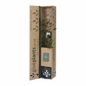 Live Plants Shipping Box Plant Shipping Box Custom Succulent Plant Packaging Moving Corrugated Carton Box