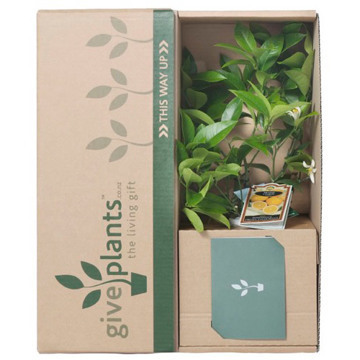 Live Plants Shipping Box Plant Shipping Box Custom Succulent Plant Packaging Moving Corrugated Carton Box