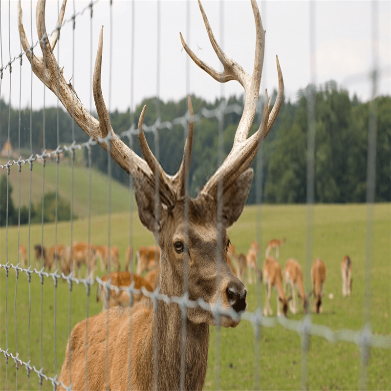 Wholesale High Quality High Tensile field Wire Joint Field Farm Fence Deer Wire Mesh Farm Fence