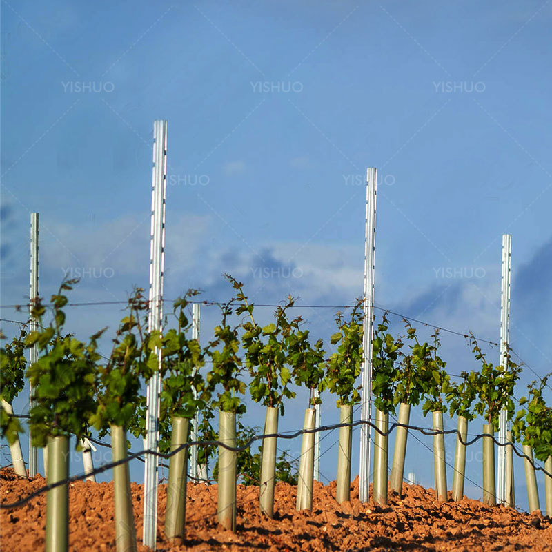 Hot Sale Galvanized Grape Vineyard Post Steel Pole Post for Vineyard Trellis