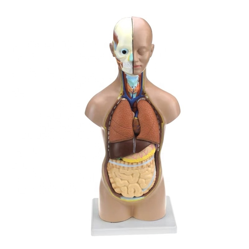 45 cm human torso model