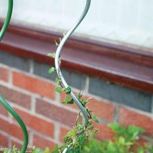 Simple & Stable Garden Plant Support Spiral Wire Tomato Spiral Stakes Support Tomato Hook Wire