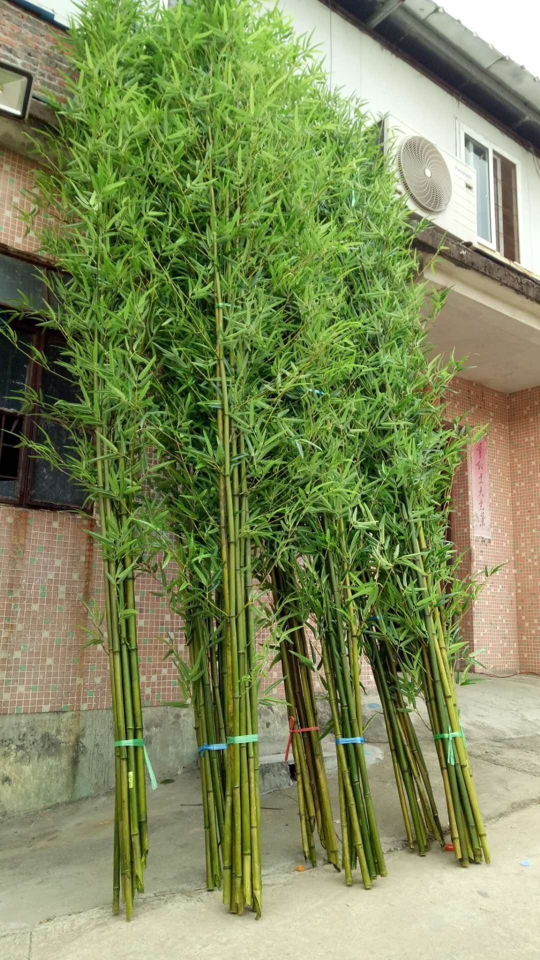 1.5M All-Plastic Taiwan Bamboo Branch Bamboo Tree Artificial Greening Plant Nursery Pot Decorative Tree