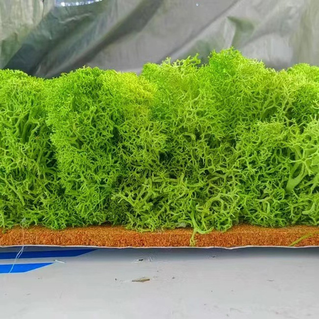 Natural Eco-friendly Reindeer Moss Wall Decoration Natural Preserved Moss  For Wall Decor