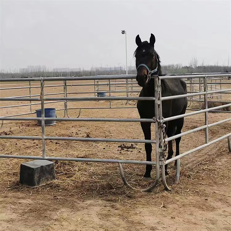 Galvanized Pipe Used Horse Fencing Corral Panels Galvanized 10 Foot Horse Panels