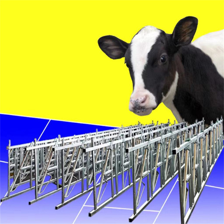 Automatic Cattle Yard Headlock Dairy Cow Yard Headlock For Sale From China Manufacture