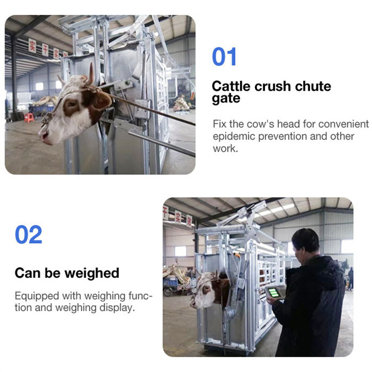 Cattle Crush With Weighing Scale Livestock Head Bail Parallel Hot Dipped Galvanized Squeeze Cow Crush