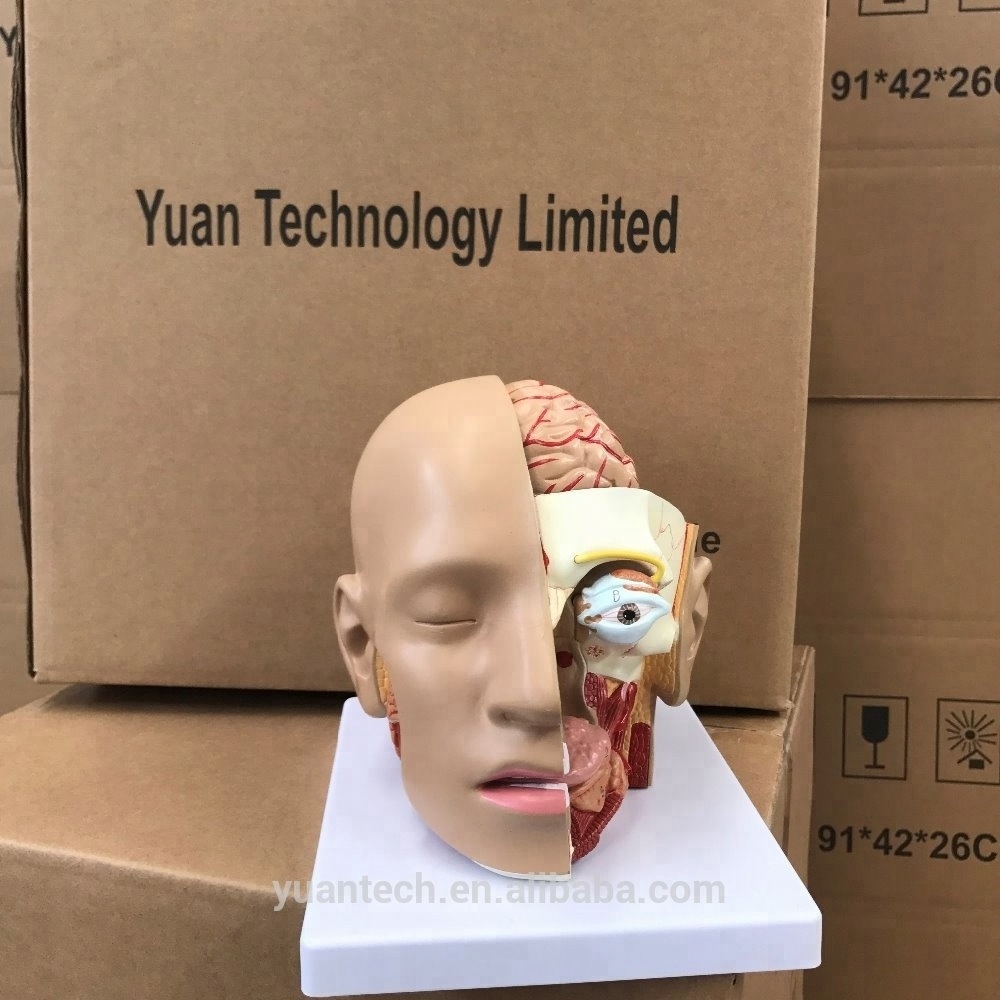 Human Clear Head with Brain Anatomic 8 Parts Plastic Model, Mannequin Head