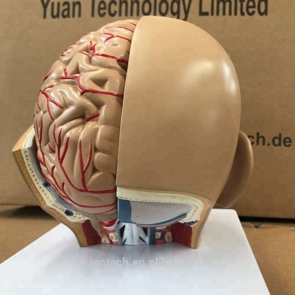 Human Clear Head with Brain Anatomic 8 Parts Plastic Model, Mannequin Head