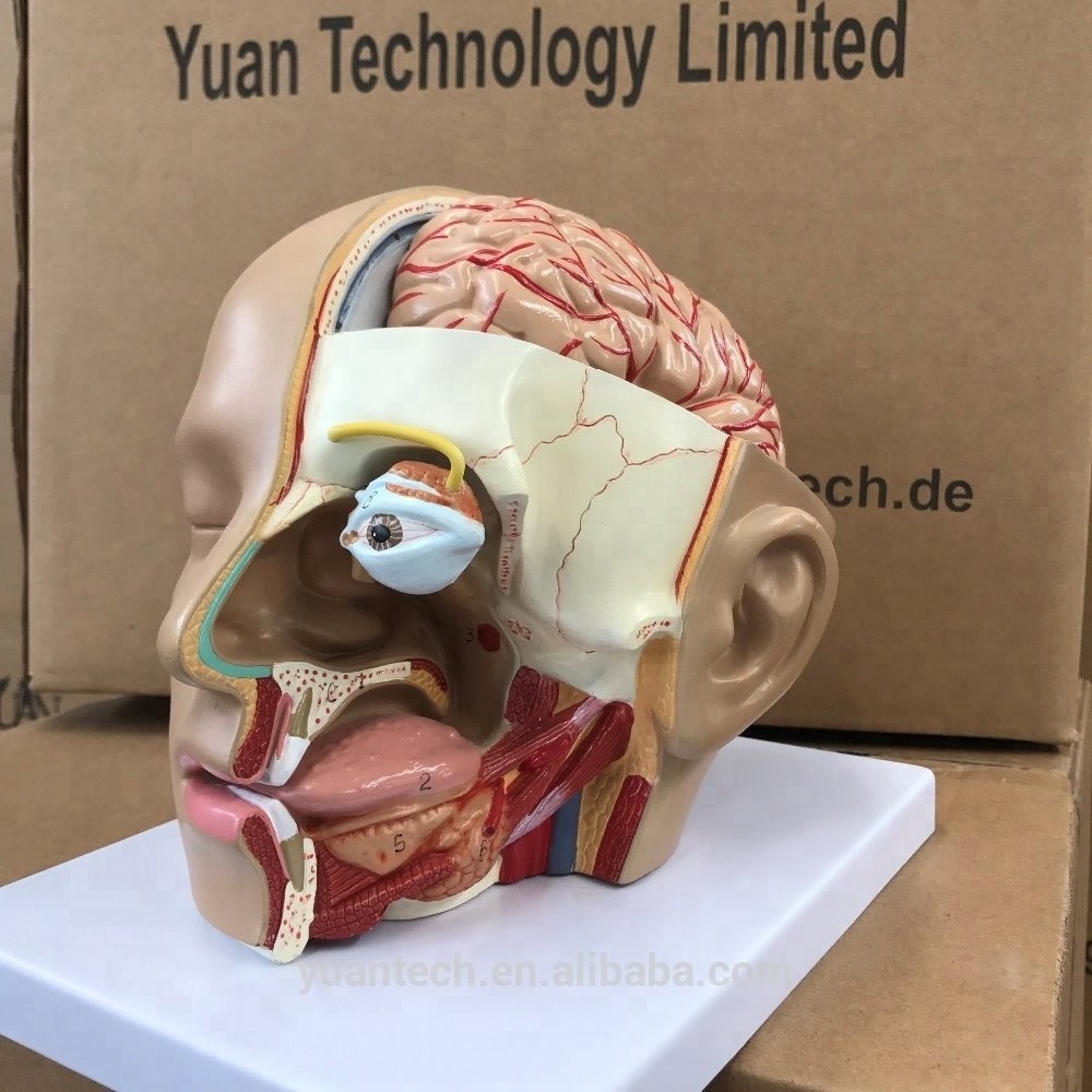 Human Clear Head with Brain Anatomic 8 Parts Plastic Model, Mannequin Head