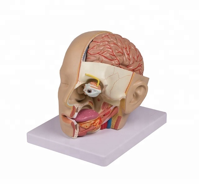 Human Clear Head with Brain Anatomic 8 Parts Plastic Model, Mannequin Head