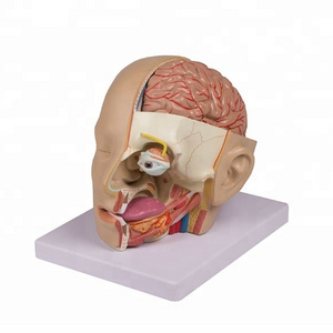 Human Clear Head with Brain Anatomic 8 Parts Plastic Model, Mannequin Head