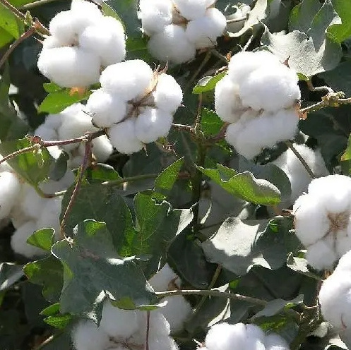 100 comber noil white cotton waste