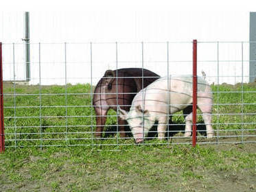 Galvanized Field Fence Wire 8Ft Cattle Sheep Goat Livesstock Field Fence