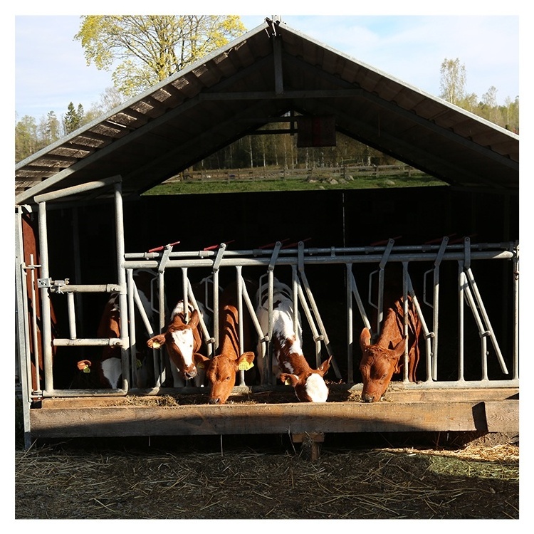 Livestock cattle panel equipment dairy cow headlock for sale