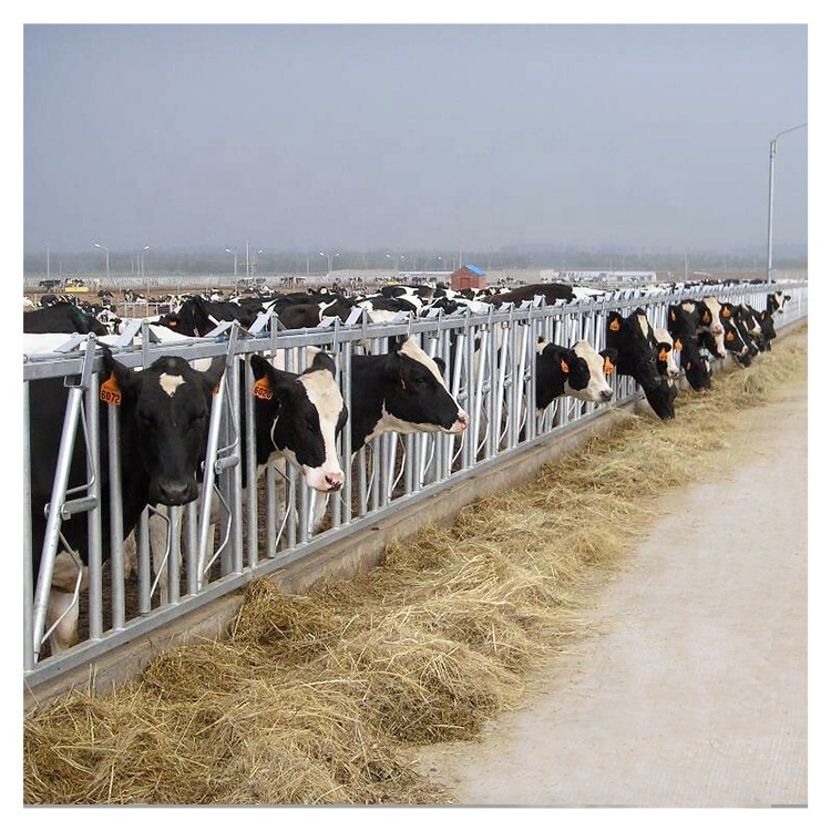 Livestock cattle panel equipment dairy cow headlock for sale