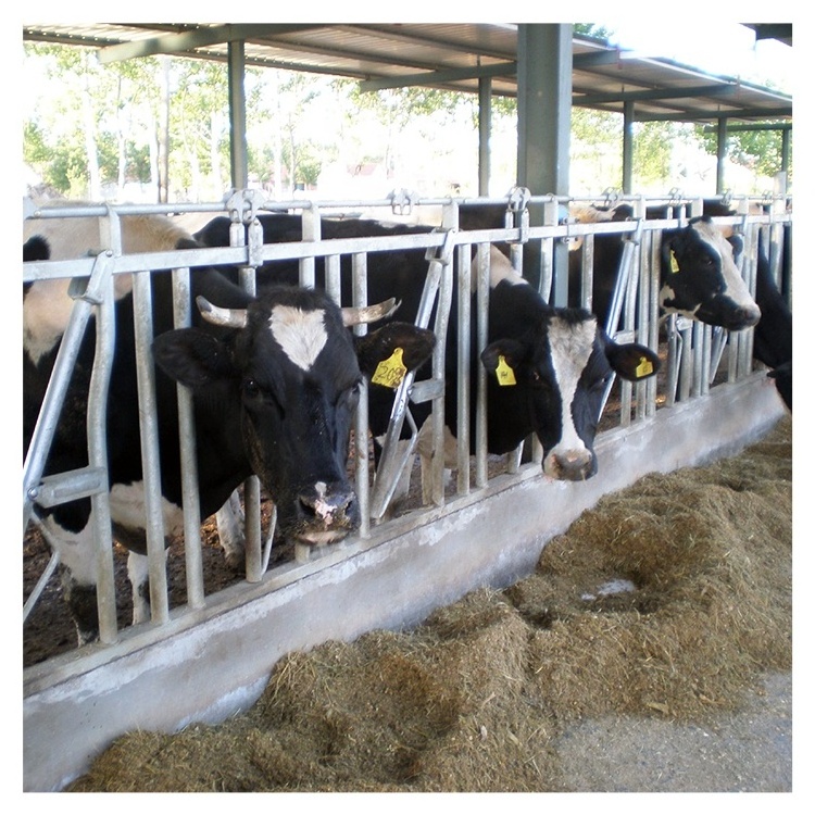 Livestock cattle panel equipment dairy cow headlock for sale