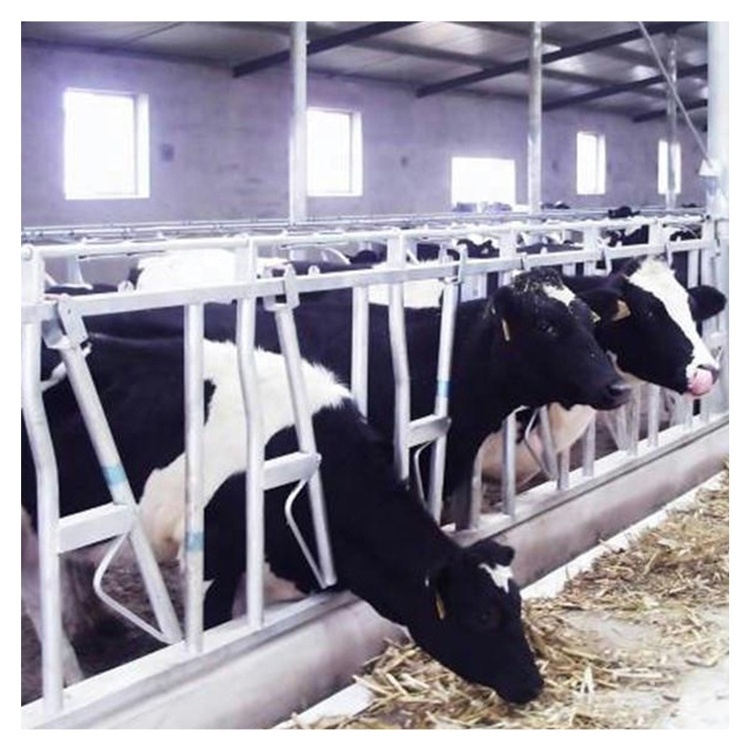 Livestock cattle panel equipment dairy cow headlock for sale