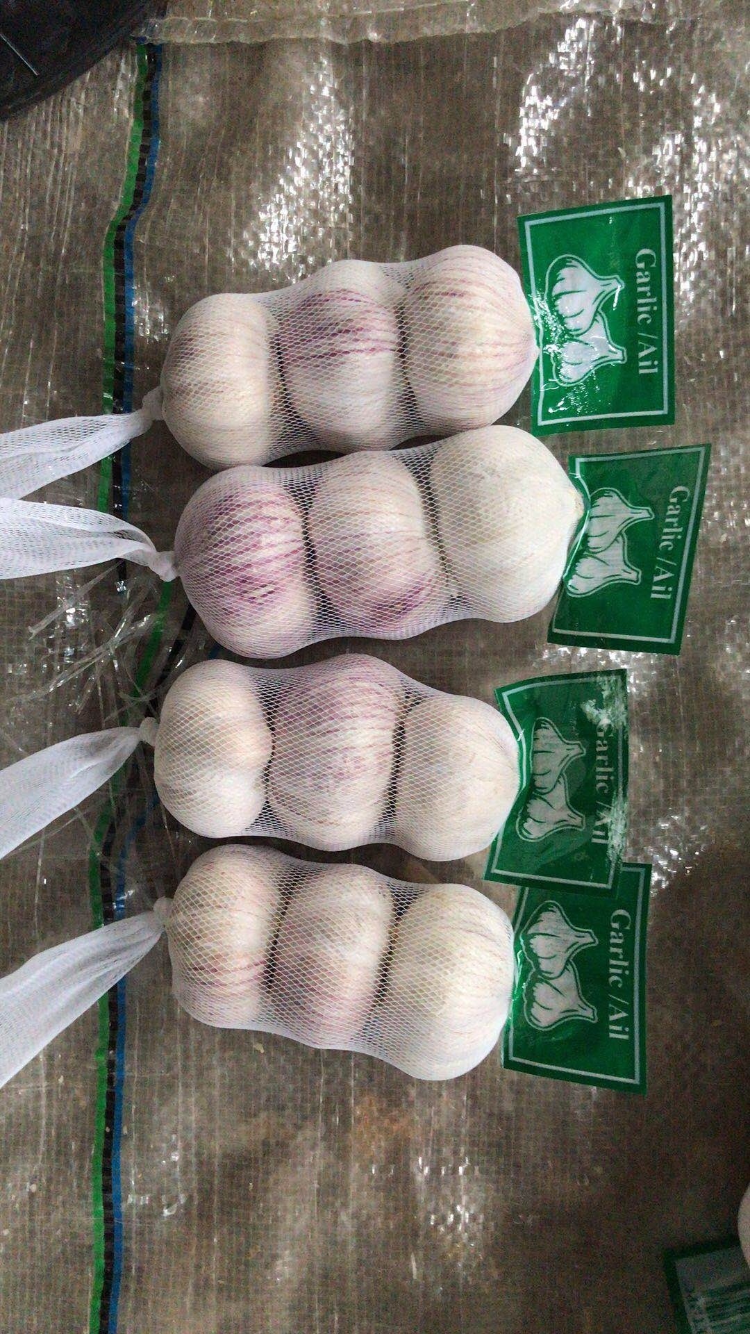 Garlic Price Normal White Ajo From China fresh red garlic and white garlic  10kg Ajo Ail Alho