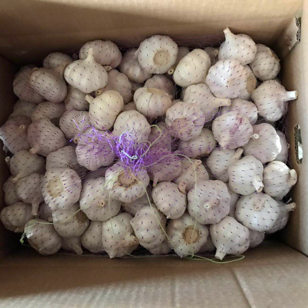 Garlic Price Normal White Ajo From China fresh red garlic and white garlic  Ajo Ail Alho