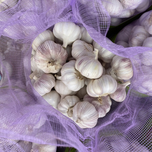 Fresh 4p pure white garlic market price g1 garlic in china  ajo chino  Ali Fresh garlic Alho