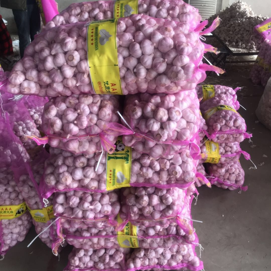 Chinese fresh garlic size 4.5 5.0 5.5cm normal white and pure white alho ajo fresh garlic exporters china solo garlic