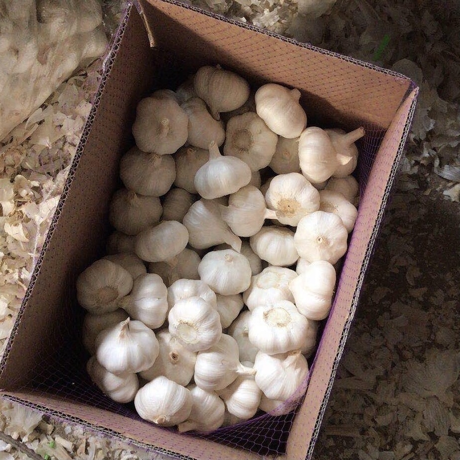 Garlic Price Normal White Ajo From China fresh red garlic and white garlic  10kg Ajo Ail Alho