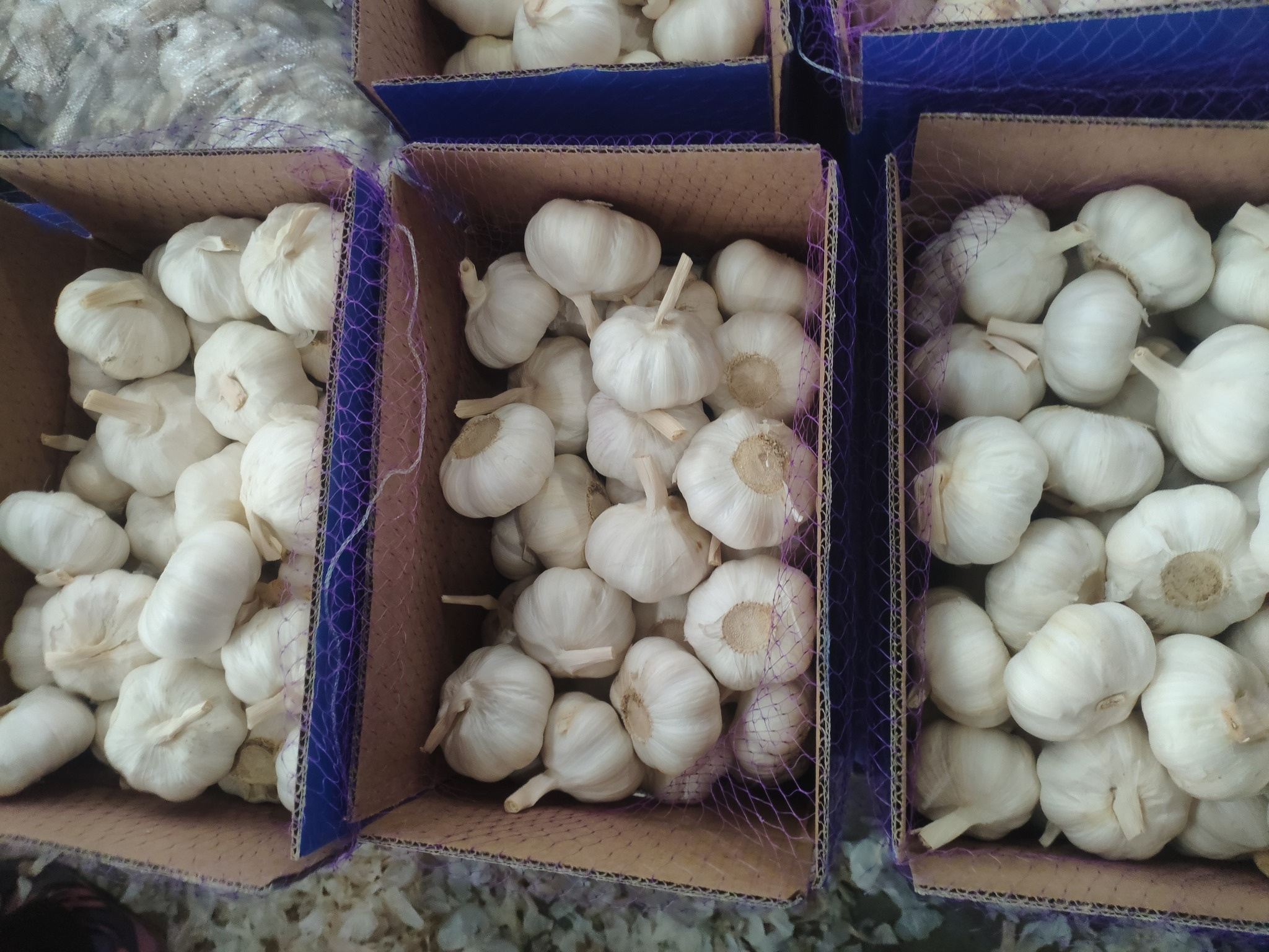 Fresh 4p pure white garlic market price g1 garlic in china  ajo chino  Ali Fresh garlic Alho