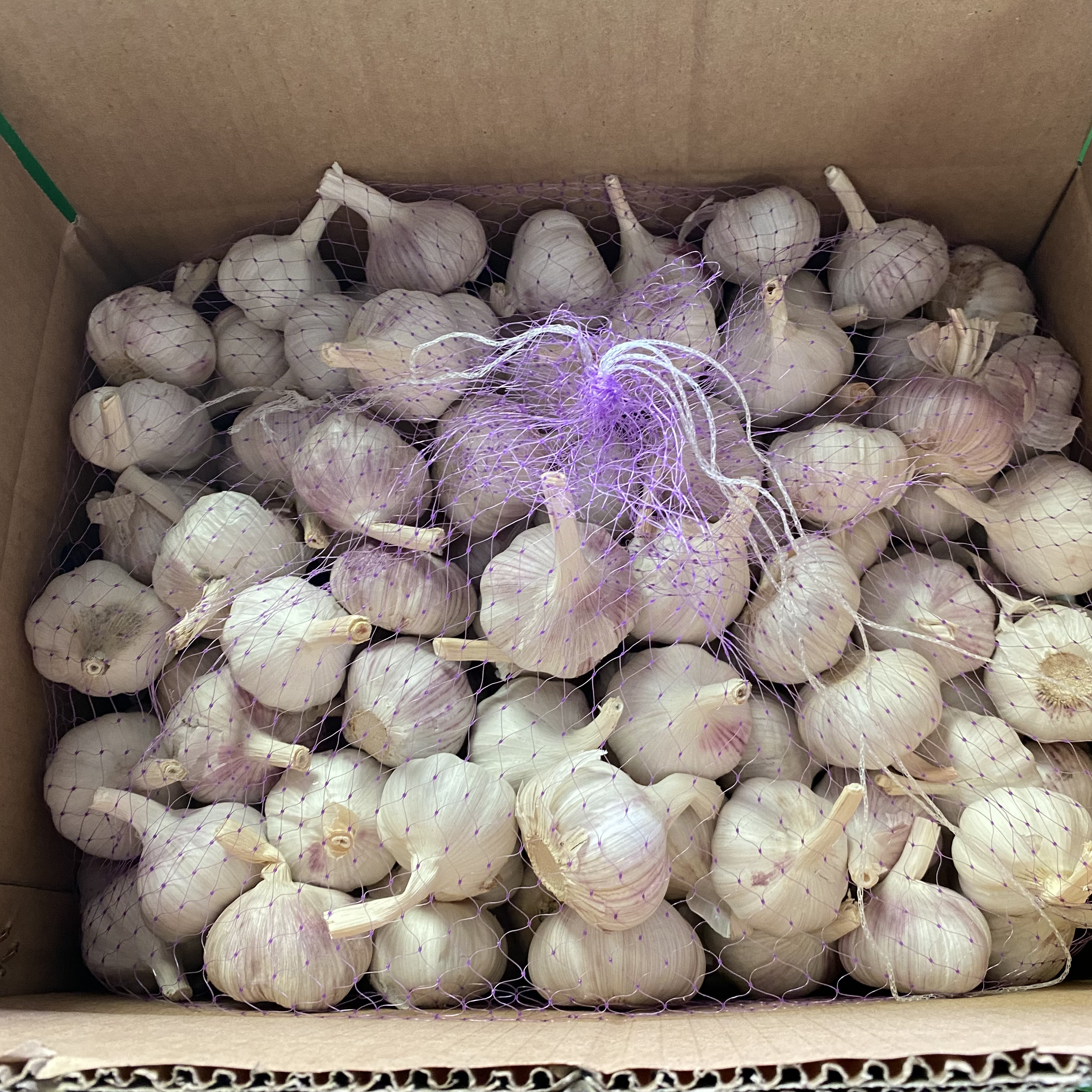 Chinese fresh garlic size 4.5 5.0 5.5cm normal white and pure white alho ajo fresh garlic exporters china solo garlic