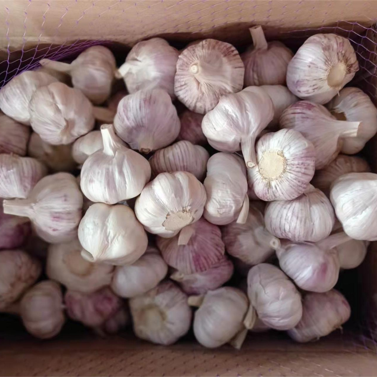 Fresh chinese 4p pure white garlic market price request for quotation ajo chino Alho Ali Fresh garlic