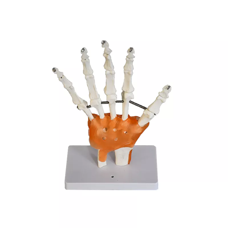 Flexible 1:1 Scientific Life Size teaching tool for classroom display and medical training hand joint model