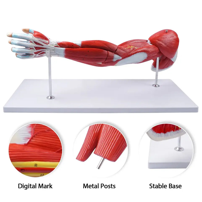 76cm Muscle anatomy model of human upper limb muscle structure model of human motor system