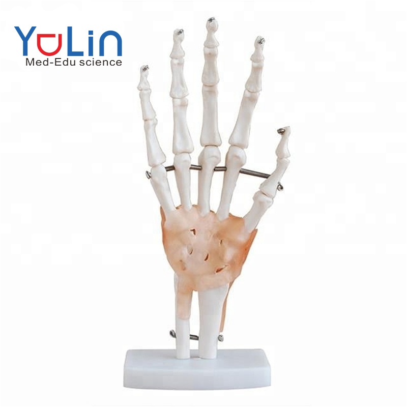 Flexible 1:1 Scientific Life Size teaching tool for classroom display and medical training hand joint model