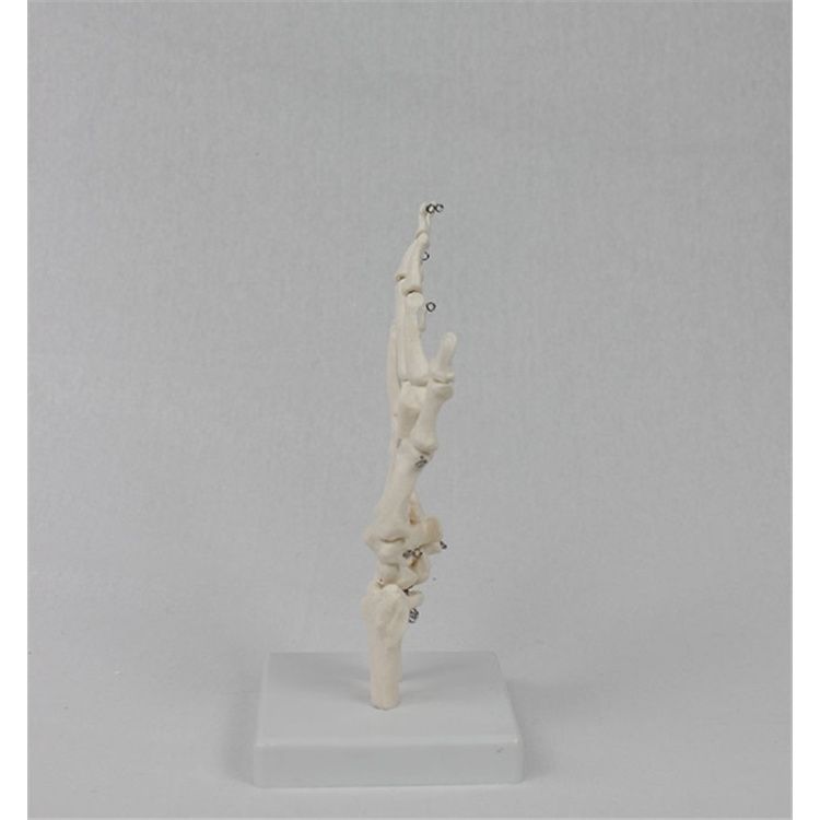 medical science hot sale Life-Size Hand Joint with Ligaments Anatomical Model with best price