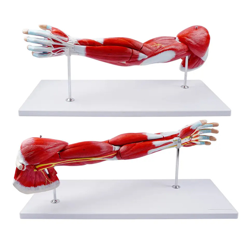 76cm Muscle anatomy model of human upper limb muscle structure model of human motor system