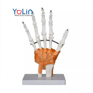 medical science hot sale Life-Size Hand Joint with Ligaments Anatomical Model with best price