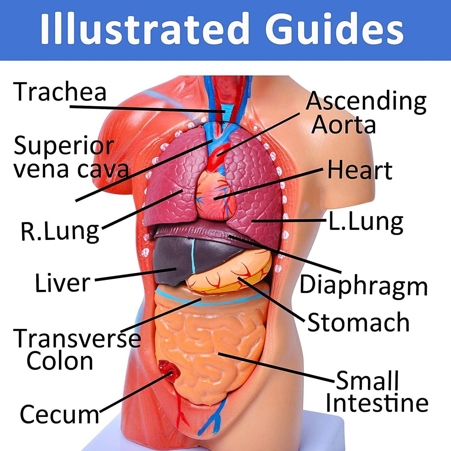 Human Anatomy Models Bundle Set Brain Human Torso Body Heart Skeleton model Anatomy Models for Physiology Students